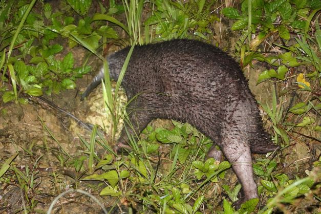 2022 11 01 Landak Irian Hasil Tangkapan masyarakat di Kampung Srer