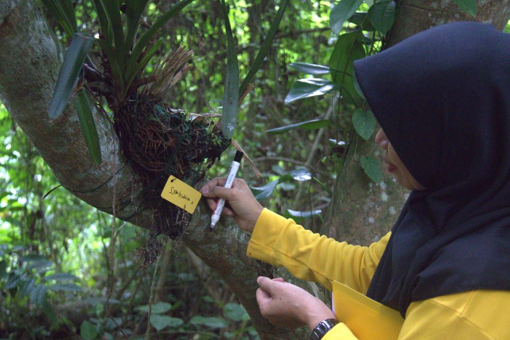 2024 06 28 Monitoring Restocking Anggrek ah