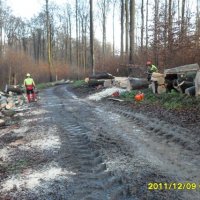 Hessen Forest Dec 2011/photo-7