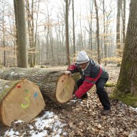 felled trees are marked