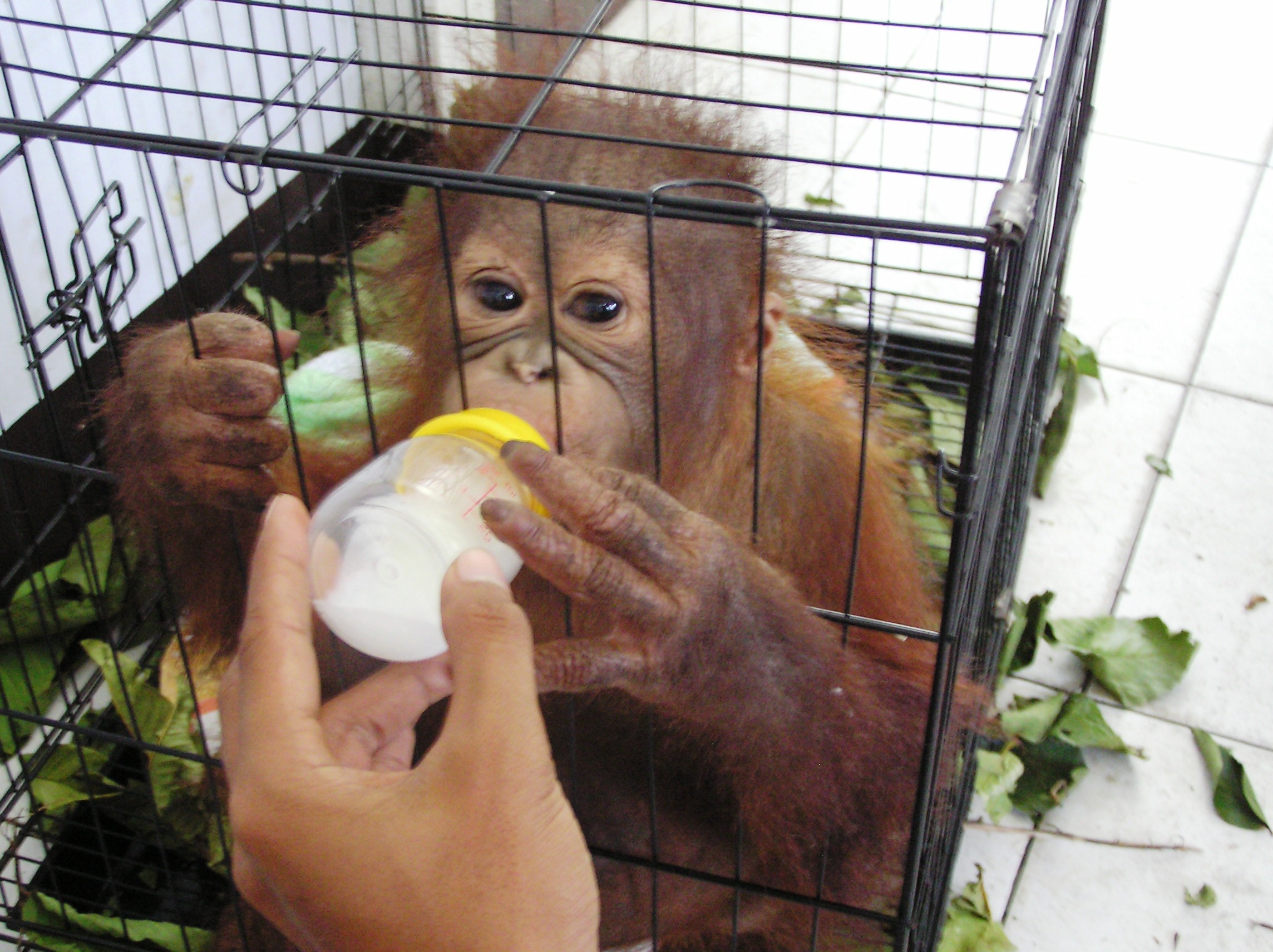 orang_utan_baby